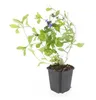 Bodendecker - Chinesischer Bleiwurz - Ceratostigma Produktbild-Vorschau 7