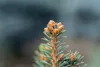 Blaufichte 40-60 cm, im Topf - Picea pungens glauca, Produktbild-Vorschau 7