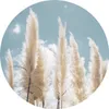 Sticker Kreis PAMPASGRAS Pflanzen 3D Himmel Natur Moderne Produktbild-Vorschau 1