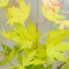 Bloomique - Acer Palmatum Orange Dream - Klon japoński - Podgląd zdjęcia produktu 4