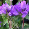 6 x Knäuel Glockenblume  - Campanula glomerata 'Superba'  | Produktbild-Vorschau 1