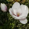 Magnolia Alba Superba 2L Podgląd zdjęcia produktu 4