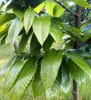 Esskastanienbaum 'BOUCHE DE BETIZAC´ 120-140 cm, Cont. 6 l Produktbild-Vorschau 2