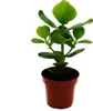Pomme baumière - Clusia major - environ 25-35 cm - pot de Voir les images du produit 1