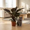 Green boutiQ - Plante d'intérieur - Philodendron - Voir les images du produit 5
