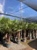Sunny Tree - Palme - Trachycarpus Fortunei - Chinesische Produktbild-Vorschau 1