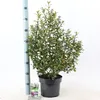 Escallonia 'Iveyi' - Arbusto andino | 50-60 cm in vaso Anteprima dell’immagine prodotto 3