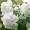 2 x  Gartenjasmin  - Philadelphus 'Virginal'  | 50-60 cm v Náhľad obrázku produktu 2