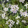 6 x Cardamine pratensis - Spugnola dei prati - vaso 9 x 9 Anteprima dell’immagine prodotto 3