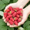 GreenboutiQ - Obstpflanzen - Himbeere - Rubus idaeus Produktbild-Vorschau 5