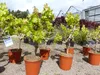 Vitis Vinifera kernlos rote & helle Trauben Weinstock, Produktbild-Vorschau 2