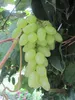 Vitis vinifera Centennial - Kernlose Weintraube Centennial Produktbild-Vorschau 3