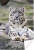 MuchoWow® Poster Schneeleopard - Stein - Schwarz 20x30 cm - Produktbild-Vorschau 1