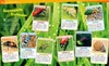WAS IST WAS Band 30 Insekten. Überlebenskünstler auf sechs Produktbild-Vorschau 3