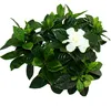 Gardenie - Duftende Blütenpflanze mit creme-weiß farbenen Produktbild-Vorschau 2