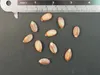Fľaškovka (Jatropha podagrica)  – 3 semená Náhľad obrázku produktu 4