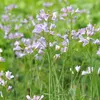 6 x Wiesen Schaumkraut - Cardamine pratensis  | Topf 9cm x Produktbild-Vorschau 1