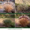 Stauden Gänge 1 x Miscanthus sinensis 'Rotsilber' - Rotes Produktbild-Vorschau 5