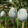 Wachskürbis (Benincasa hispida)  - 10 Samen Produktbild-Vorschau 1