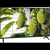 Tcl 55A300W Produktbild-Vorschau 1