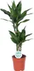 Drzewo smocze Dracaena Janet Lind Ø17 cm ↕70 cm Roślina Podgląd zdjęcia produktu 1