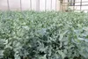 4 Stück Eucalyptus Gunni Gunnii Busch Kugel Eukalyptusbaum, Produktbild-Vorschau 2