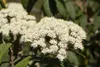 A close-up view of a cluster of small white flowers with yellow centers, surrounded by green leaves. Produktbild-Vorschau