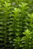 Euonymus japonicus 'Green Rocket', Spindelstrauch, ca. 9x9 Produktbild-Vorschau 1
