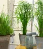 BALDUR Garten 1x Zyperngras - Cyperus Alternifolius ca. Produktbild-Vorschau 1