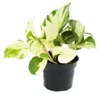 Weiß-bunte Efeutute - Epipremnum Happy Leaf - Scindapsus - Produktbild-Vorschau 1