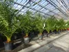 Palme 90-120 cm, Phoenix canariensis, kanarische Produktbild-Vorschau 1