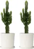 Euphorbe ingens - Set de 2 - Euphorbia ingens - Hauteur Voir les images du produit 7