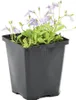 Bloomique - Mazus Reptans - Mazus rampant - Plantes de Voir les images du produit 1