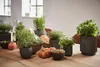 A collection of potted herbs and vegetables arranged on a wooden table, with some bread and tomatoes. Produktbild-Vorschau