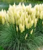 A close-up of a clump of pampas grass with feathery plumes and long green leaves, with a body of water in the background. Produktbild-Vorschau