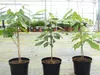 Indianerbanane 100 cm Asimina triloba Sunflower Papau Produktbild-Vorschau 4