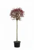 Acer Crimson "Sentry"- Rotblättriger Ahorn, Blutahorn,  Produktbild-Vorschau 1