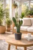Opuntia rubescens Kaktus 25–30 cm – odporny na zimę opuncja Podgląd zdjęcia produktu 3