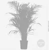 Bloomique - Dypsis Lutescens - Złota palma - Areca - Palma Podgląd zdjęcia produktu 5