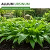 Bärlauch Waldknoblauch Samen - Allium ursinum - Produktbild-Vorschau 2