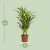 Goldfruchtpalme Dypsis Lutescens Ø17cm ↕65cm Luftreinigende Produktbild-Vorschau 2
