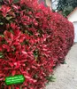 BALDUR Garten 5er Immergrüne Photinia-Hecke 'Red Robin', Produktbild-Vorschau 2