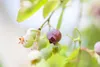 Vaccinium vitis-idaea, Preiselbeere, immergrün, ca. 9x9 cm Produktbild-Vorschau 2