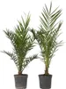 Ďatľovník kanársky - 2 ks. - Phoenix canariensis - Výška Náhľad obrázku produktu 1