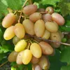Vinná réva Prieobraženie 2L Náhled obrázku produktu 2