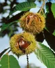 Castanea sativa, Esskastanie, 80–100 cm Produktbild-Vorschau 13