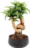 Bonsaï d'intérieur - Araucaria cunninghamii - Sapin Voir les images du produit 1