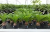 Cycas Revoluta 60 cm Palmfarn Sagopalme Palme, innen + Produktbild-Vorschau 1