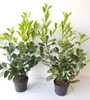 10 Kirschlorbeer- Pflanzen, Prunus laurocerasus Novita, Produktbild-Vorschau 1