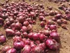 Oignon rouge de Tropea (Calabre) IGP 3 kg Voir les images du produit 3